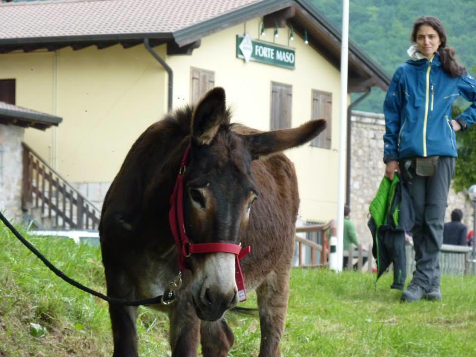 B&B Casabasoti Valli del Pasubio Dış mekan fotoğraf